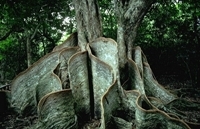 サキシマスオウの木